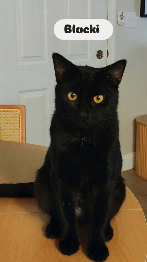 Photo 2 of Blacki