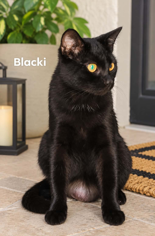 Blacki, photo 3