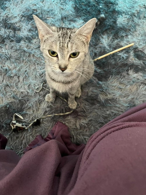 Miami, a cat for adoption from Catapalooza, Inc.