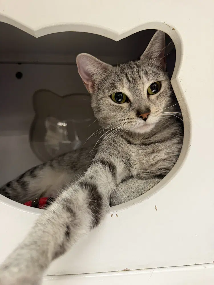 Miami - Domestic Short Hair