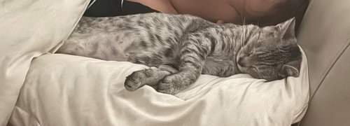 Miami, Domestic Short Hair (short coat)