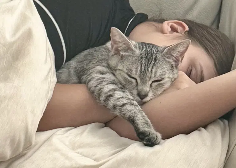Miami - Domestic Short Hair