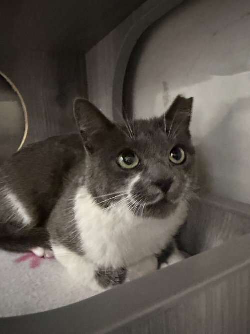 Shirley, a cat for adoption from Catapalooza, Inc.