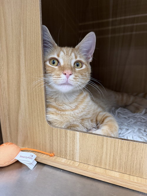 Sunny, a cat for adoption from Catapalooza, Inc.