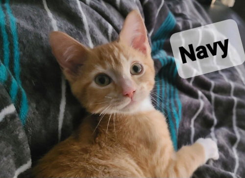 Navy, a cat for adoption from Catapalooza, Inc.