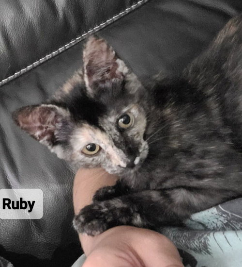 Ruby, a cat for adoption from Catapalooza, Inc.