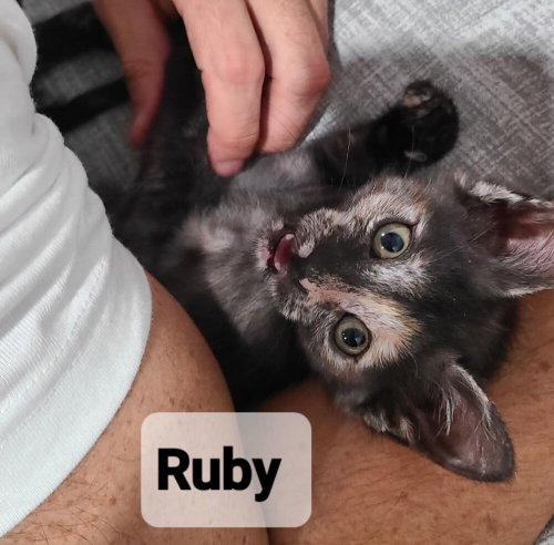 Photo 3 of Ruby