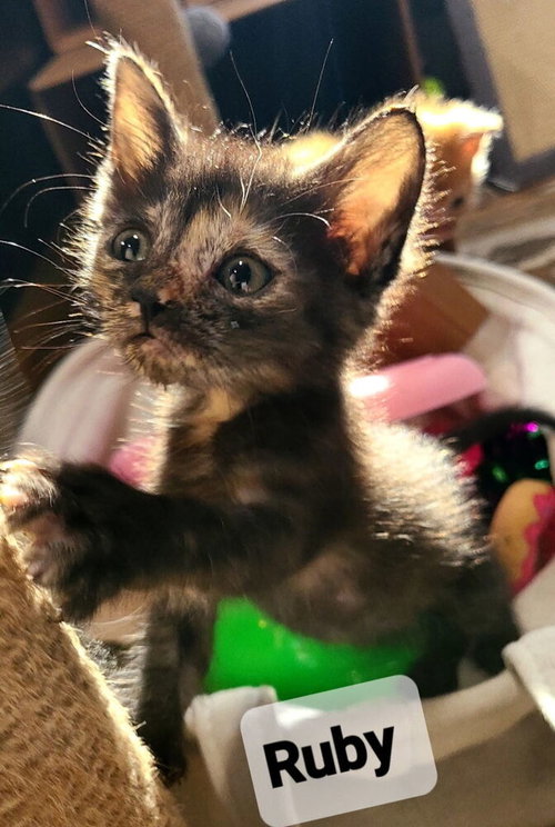 Photo 4 of Ruby