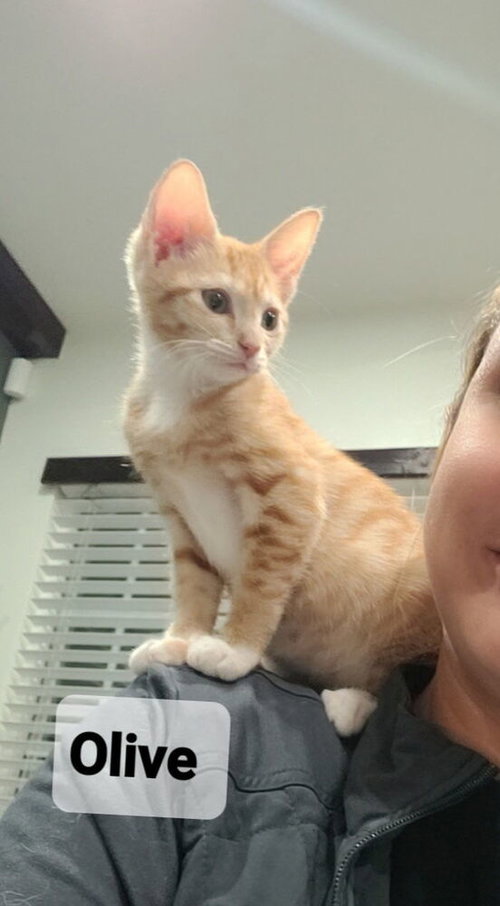 Olive, a cat for adoption from Catapalooza, Inc.