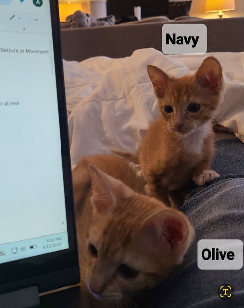 Photo 2 of Olive