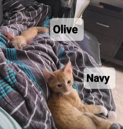 Photo 3 of Olive