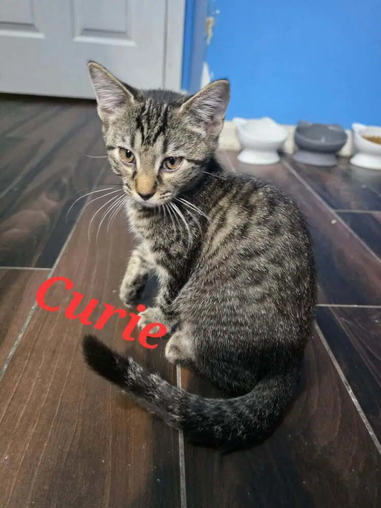 Curie image 2