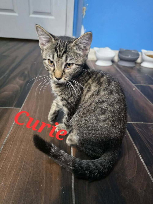 Photo 2 of Curie