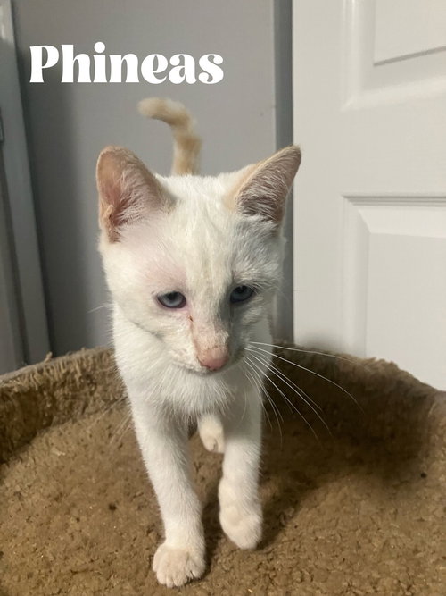Phineas, a cat for adoption from Catapalooza, Inc.