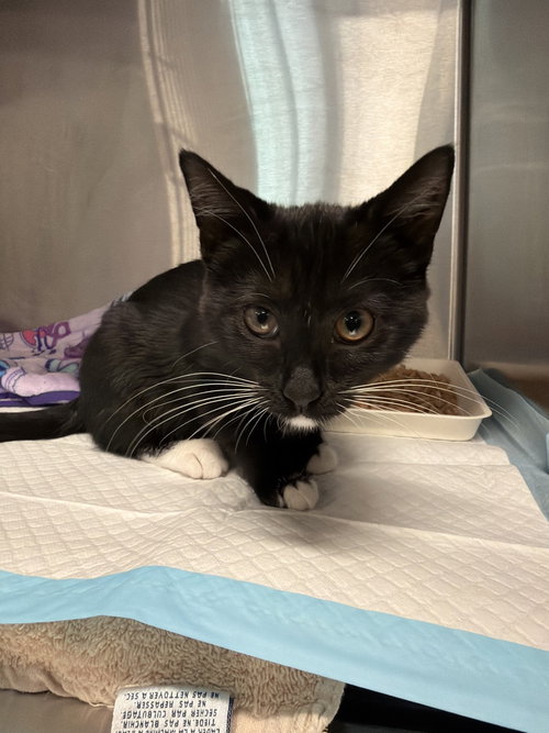 Marnie, a cat for adoption from Catapalooza, Inc.