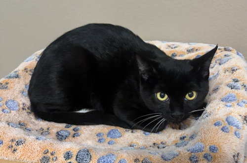 Wendy, a cat for adoption from Catapalooza, Inc.