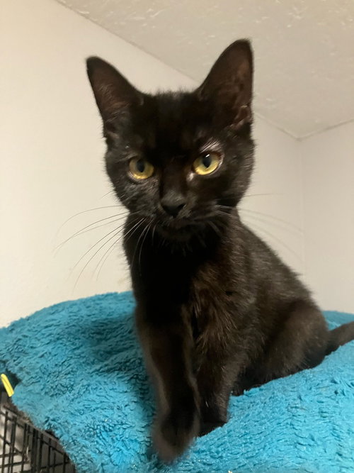 Paige, a cat for adoption from Catapalooza, Inc.