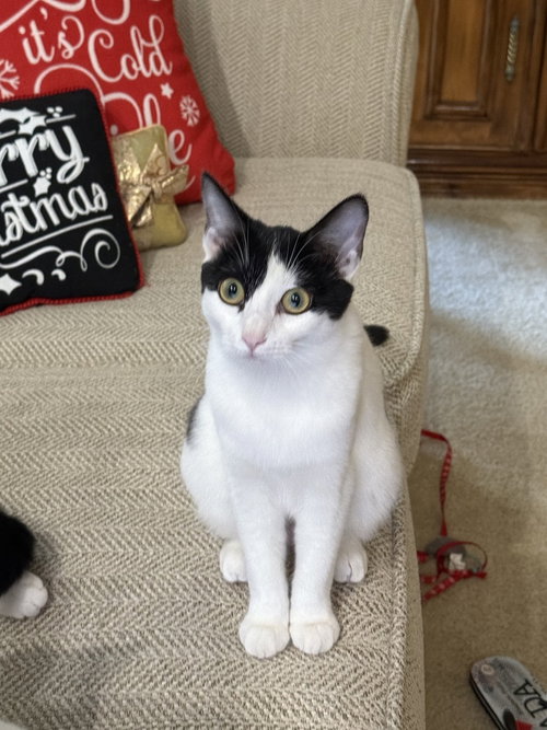Boule, a female kitten up for adoption