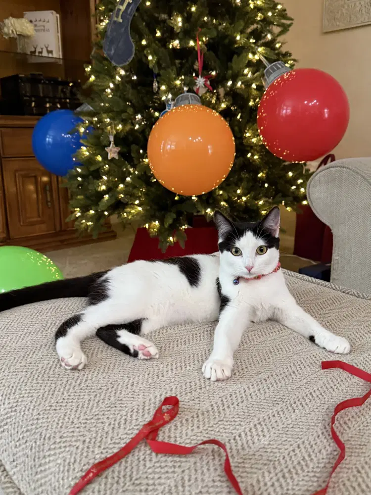 Baguette - Domestic Short Hair