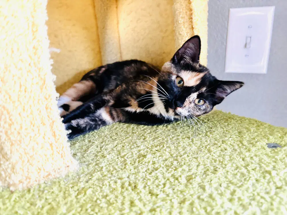 Claire - Domestic Short Hair