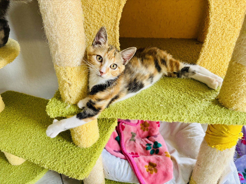 Avocado, photo 2