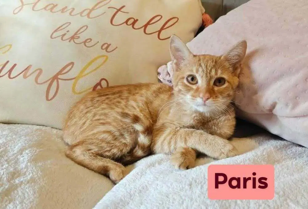 Paris - Domestic Short Hair