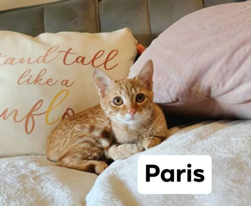 Paris image 2