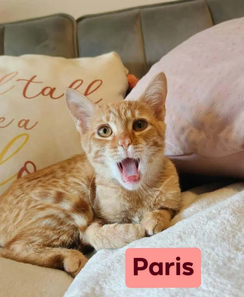 Paris image 3