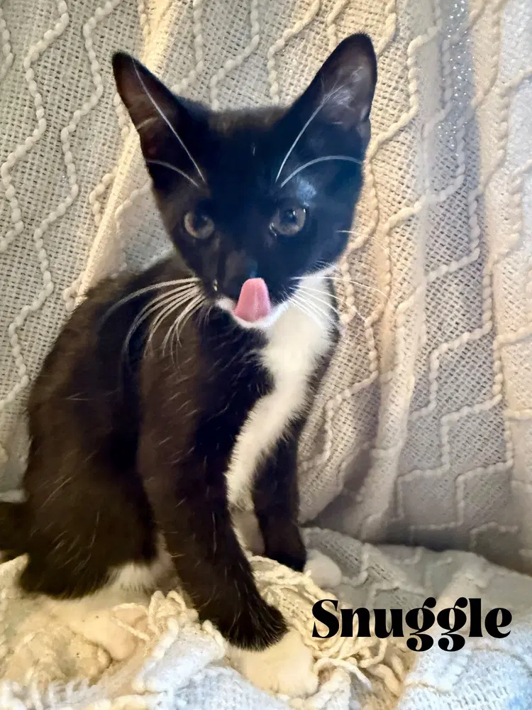 Snuggle - Domestic Short Hair