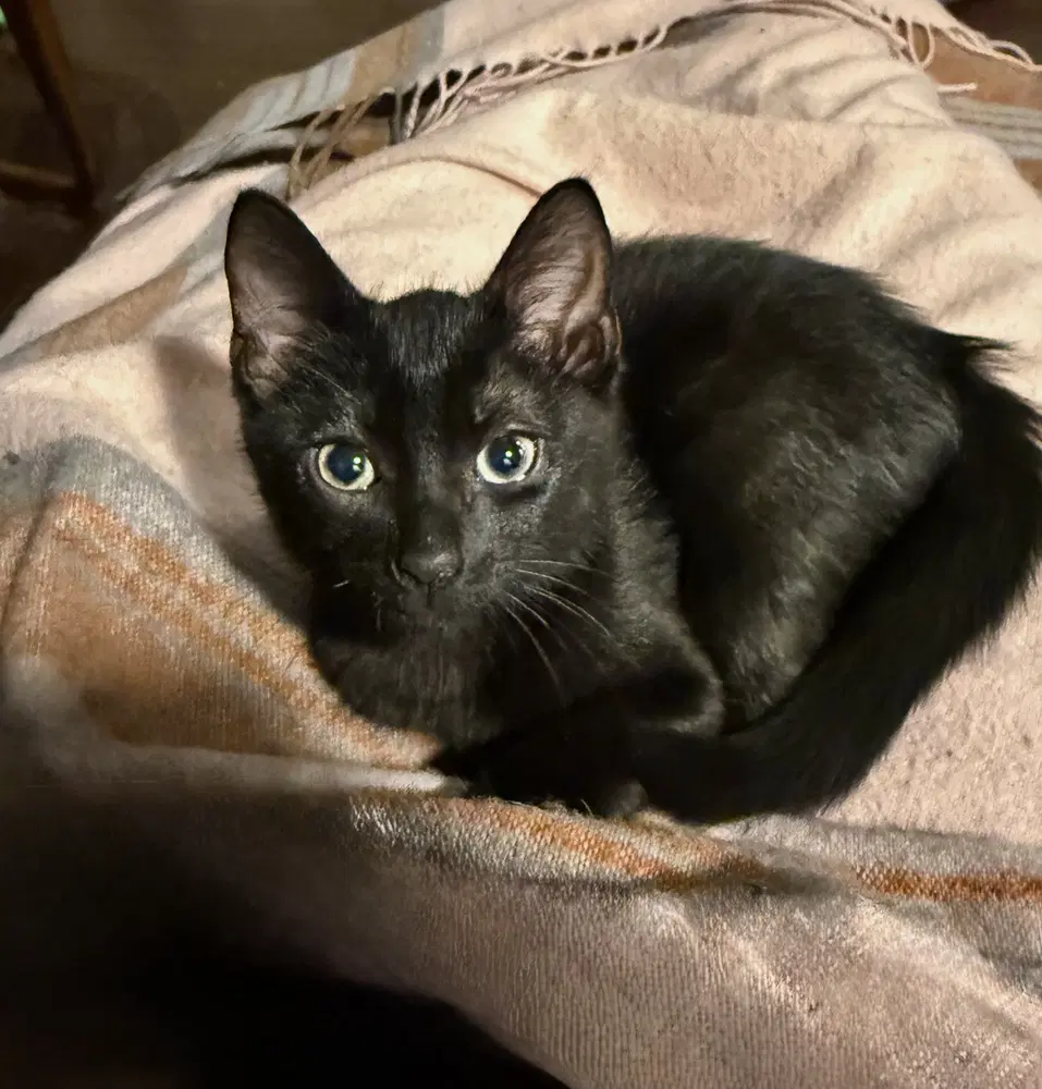 Downy - Domestic Short Hair