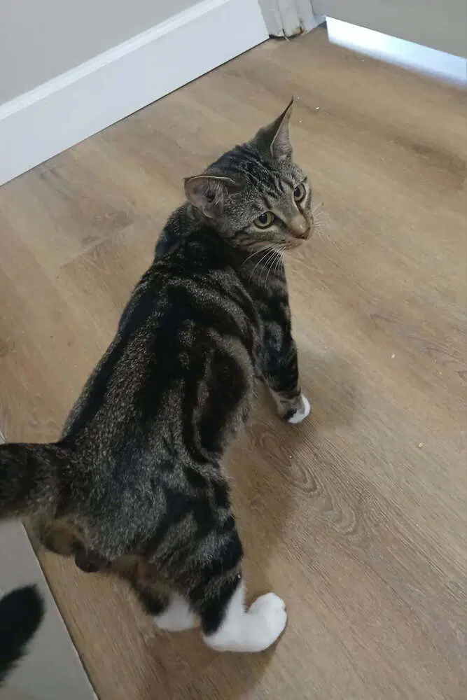 Sheldon - Domestic Short Hair