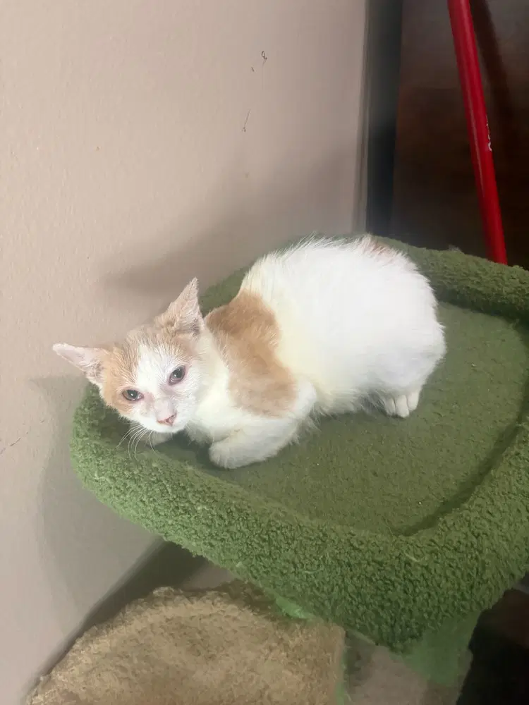 Huckleberry - Domestic Short Hair