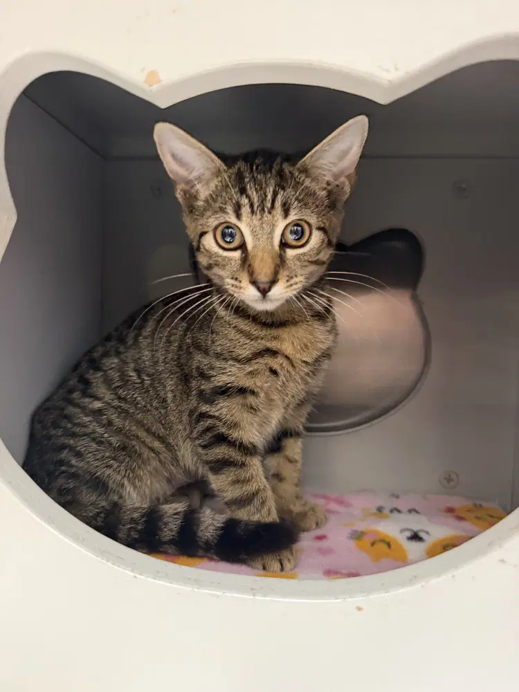 Posy - Domestic Short Hair