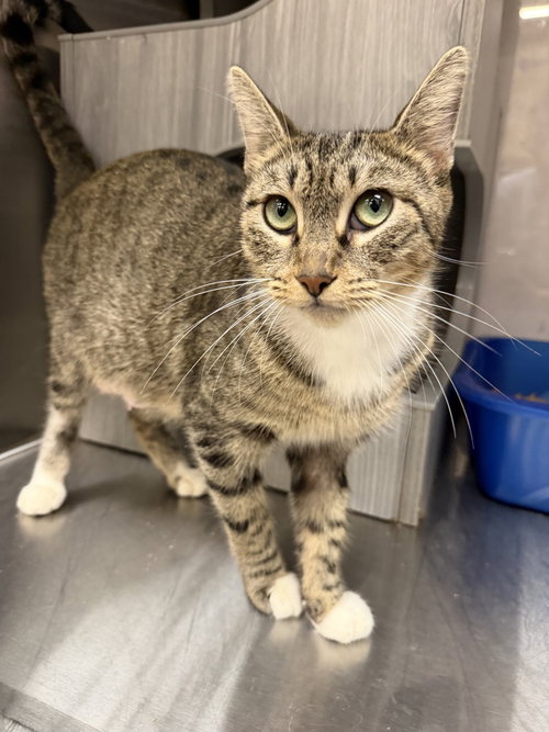 Sweetie Pie, Domestic Medium Hair (short coat)