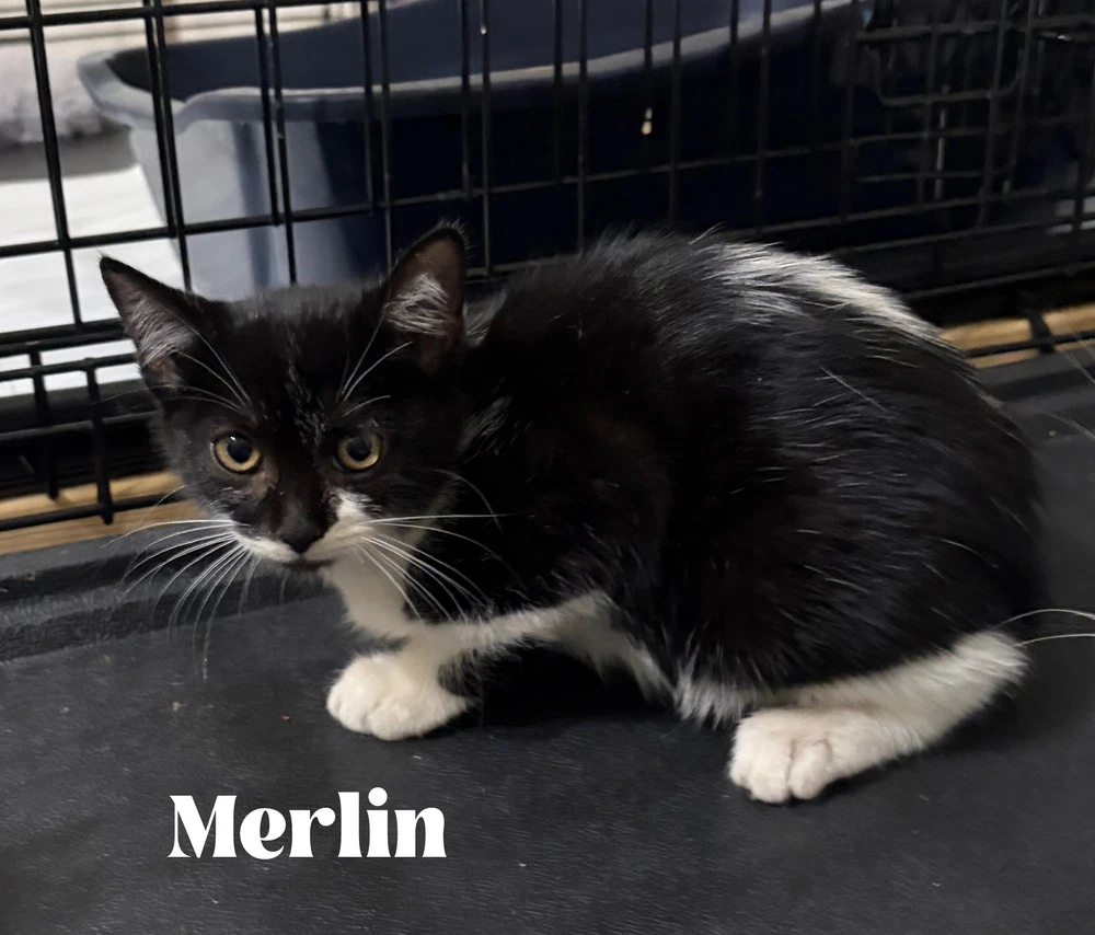 Merlin