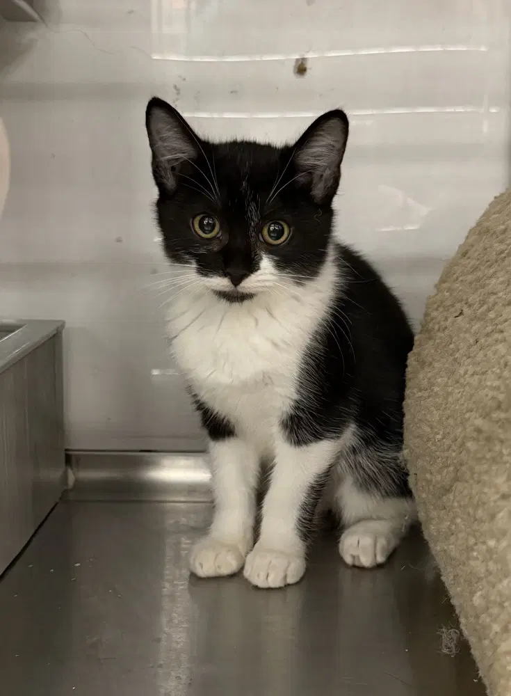 Merlin - Domestic Short Hair