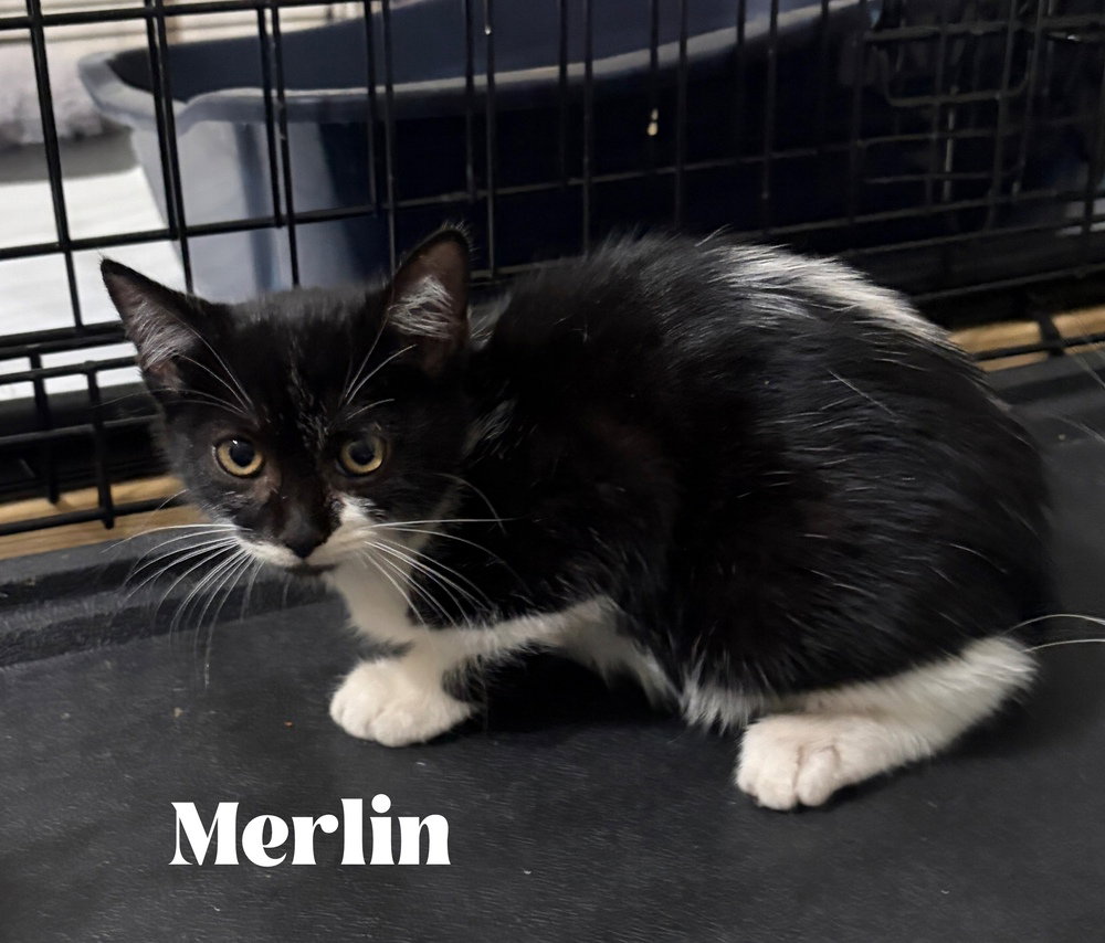 Merlin, photo 3
