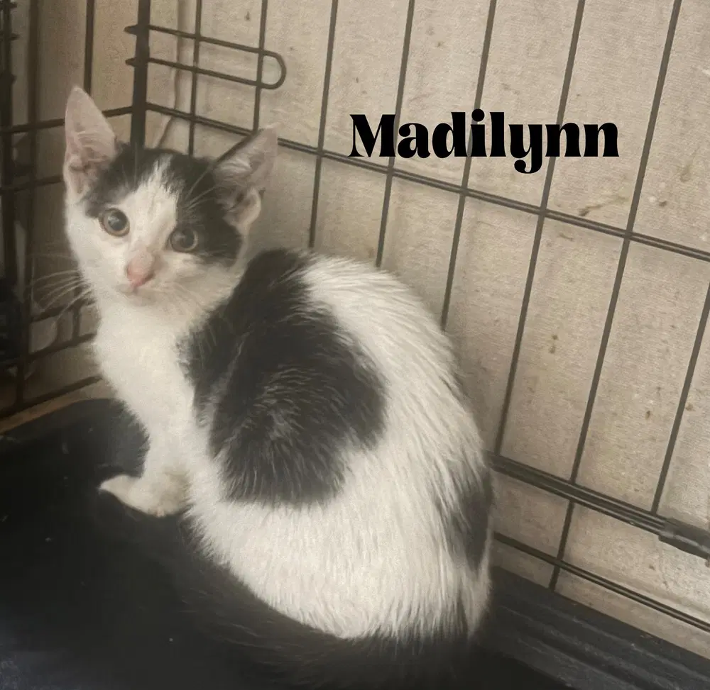 Madilynn - Domestic Short Hair