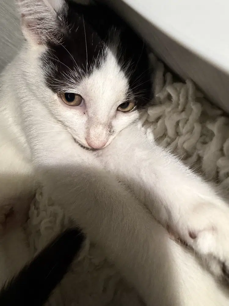 Madilynn - Domestic Short Hair
