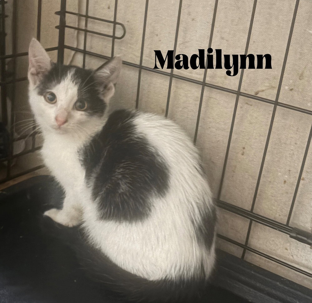 Madilynn, photo 3