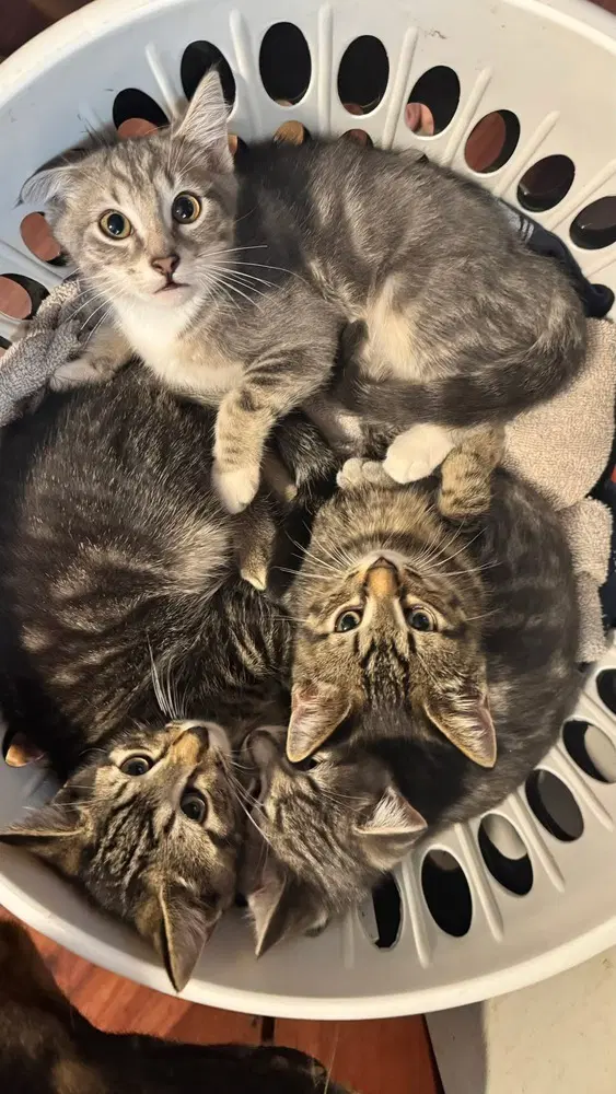 Monica - Domestic Short Hair