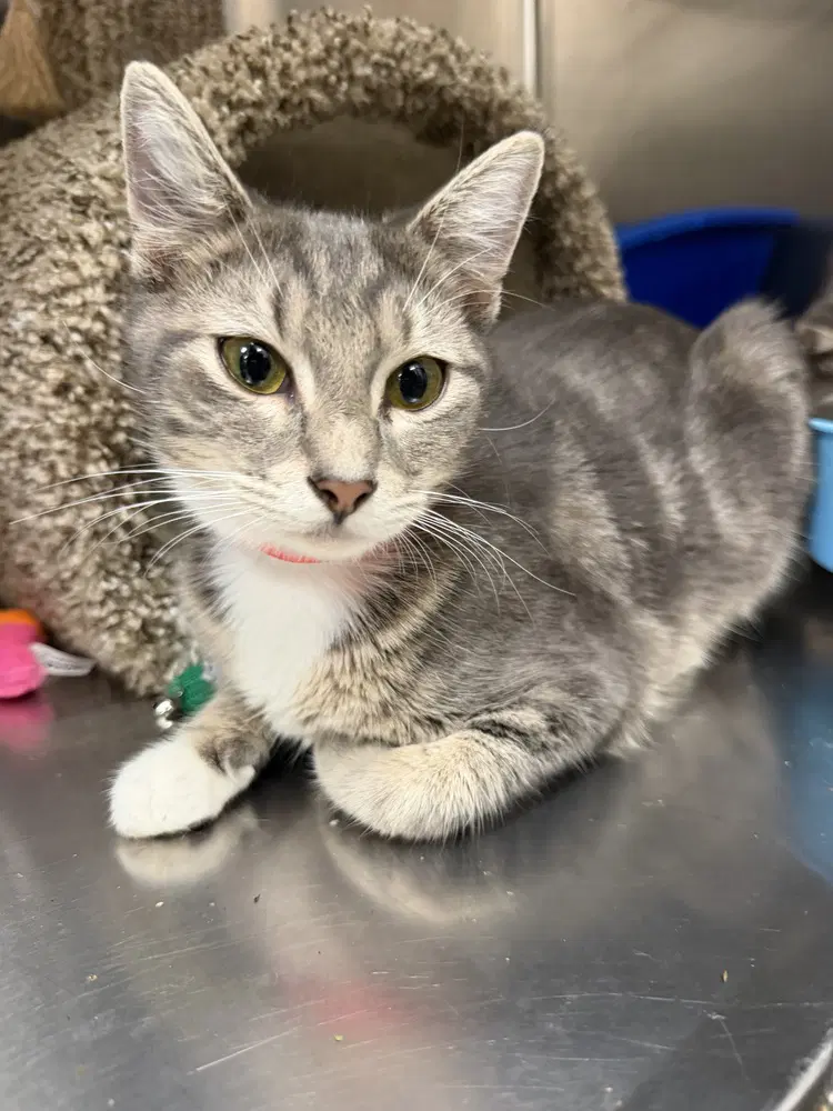 Monica - Domestic Short Hair
