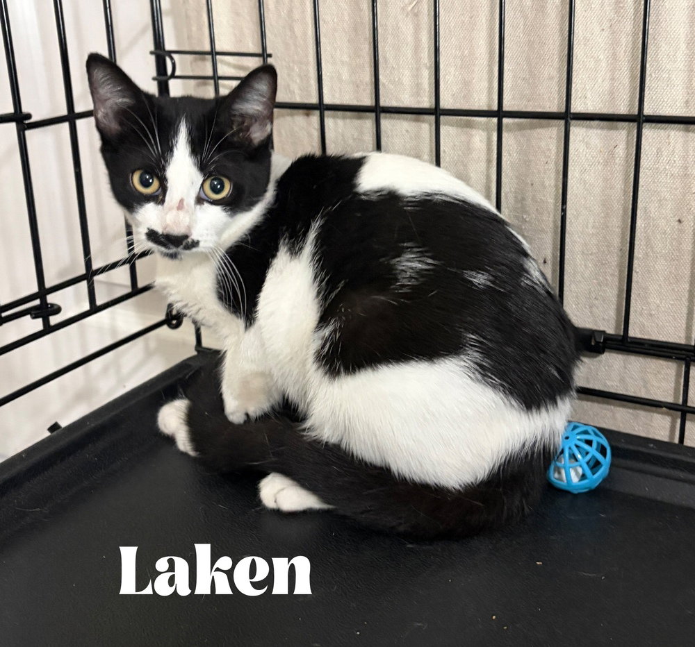 Laken, photo 3