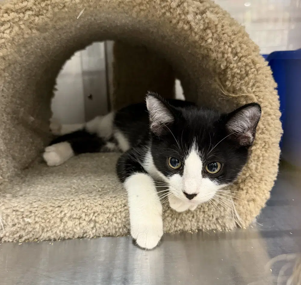 Malia - Domestic Short Hair