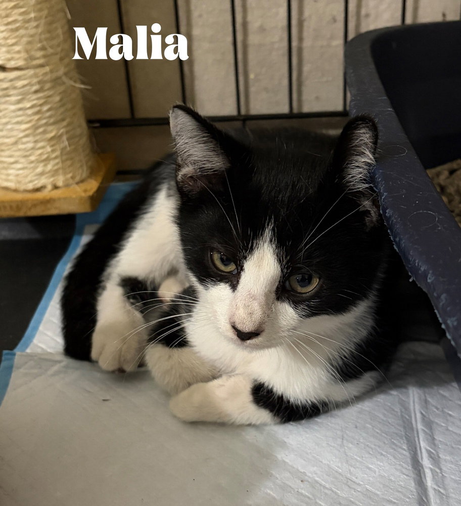 Malia, photo 4