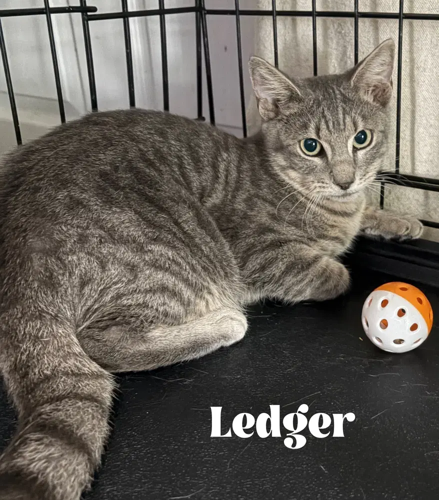 Ledger - Domestic Short Hair