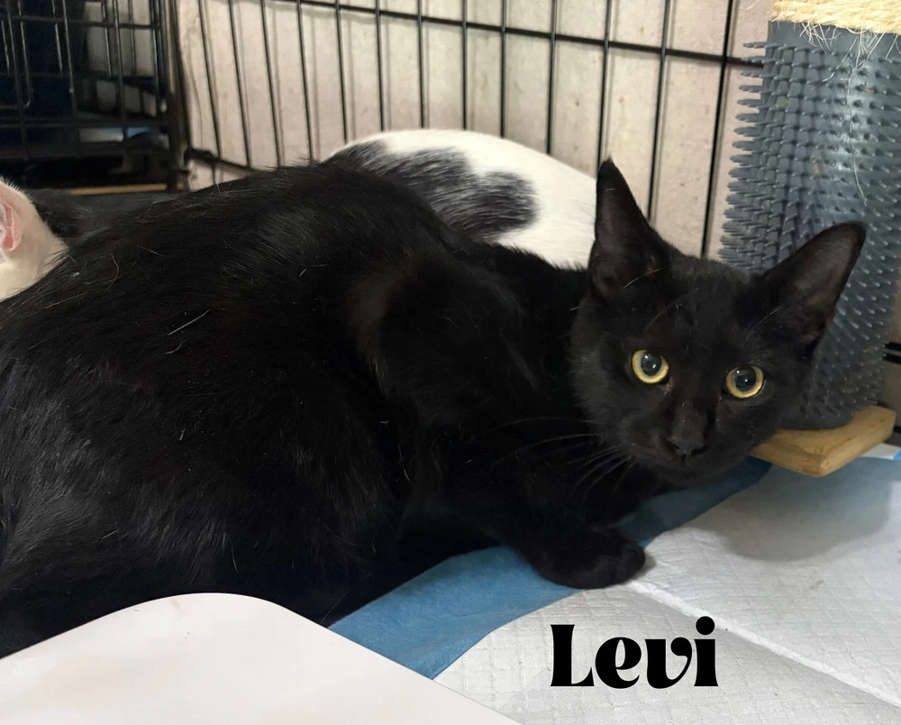 Levi