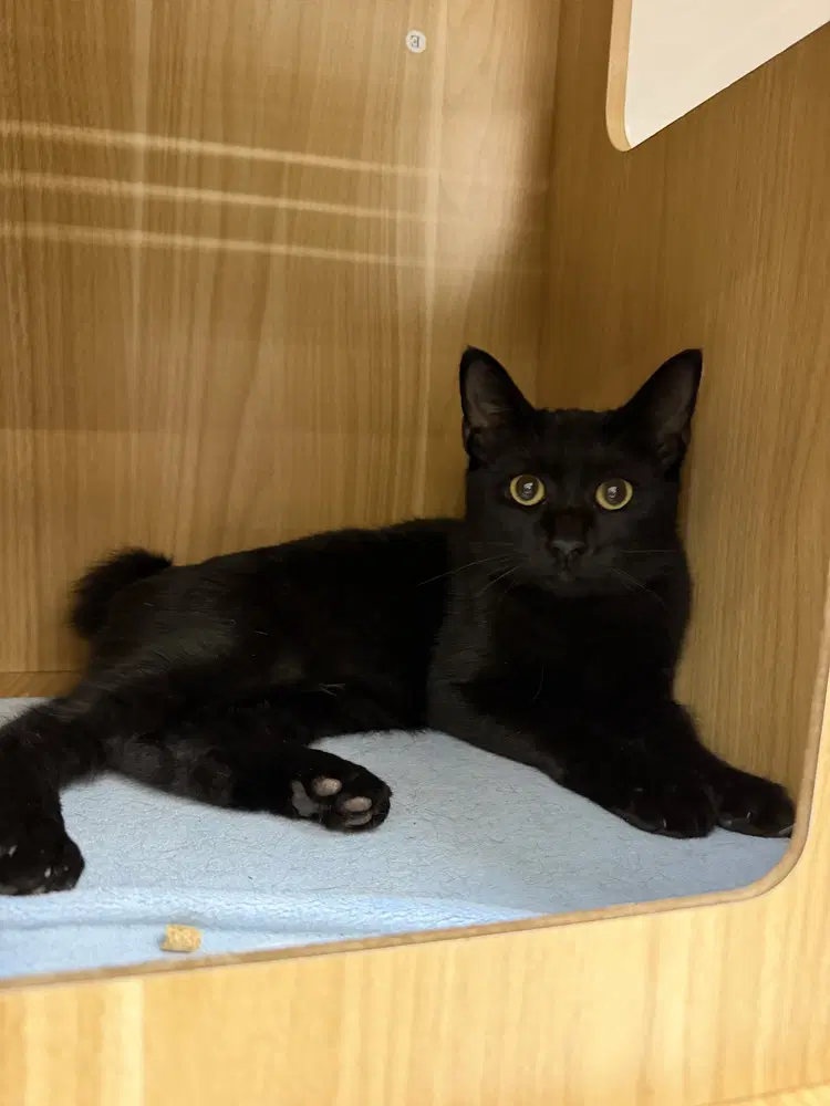 Levi - Domestic Short Hair