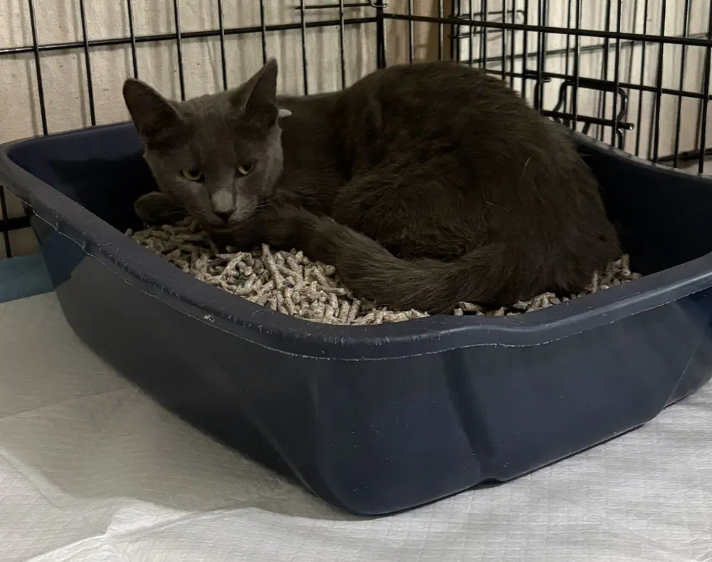 Liam - Domestic Short Hair