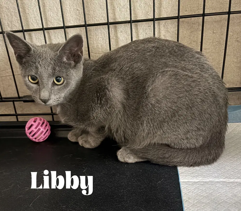 Libby - Domestic Short Hair